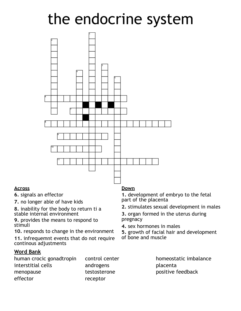 the endocrine system Crossword