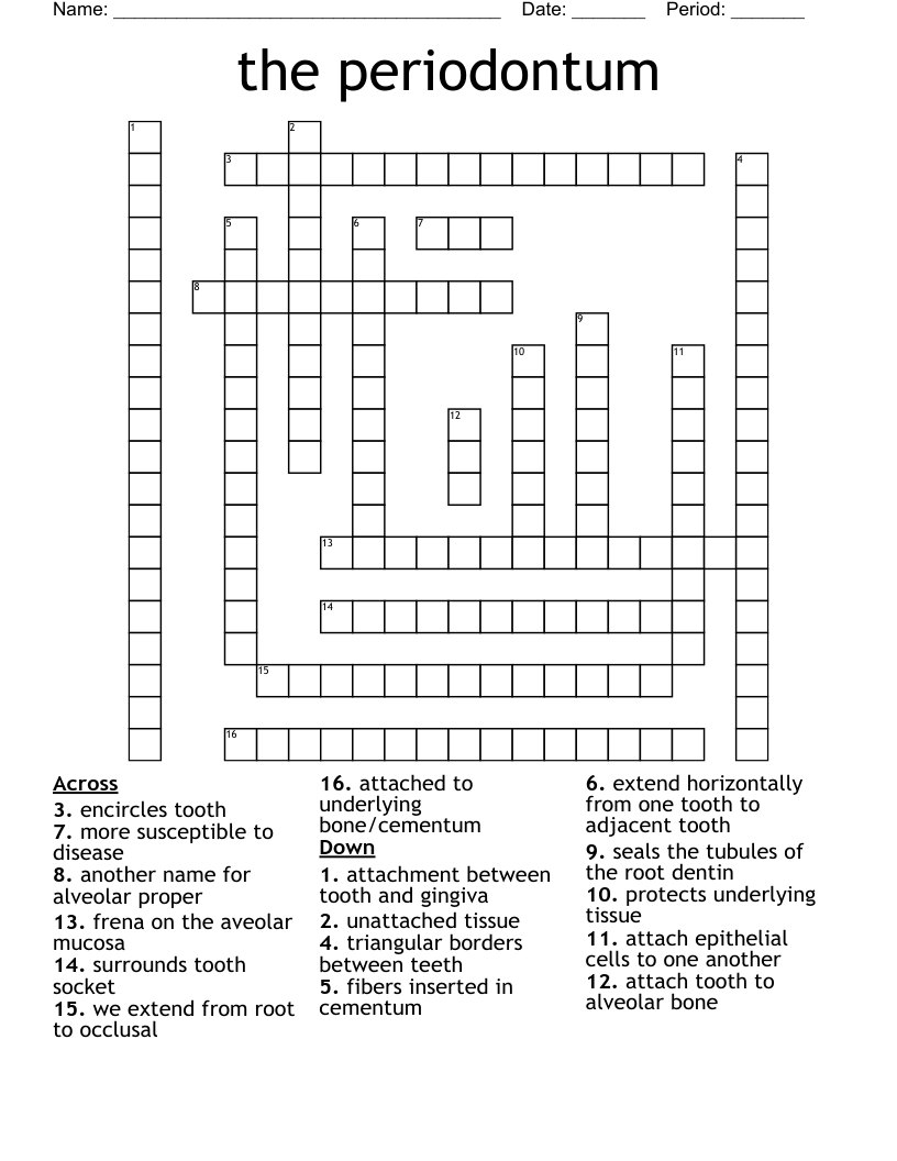 the periodontum Crossword