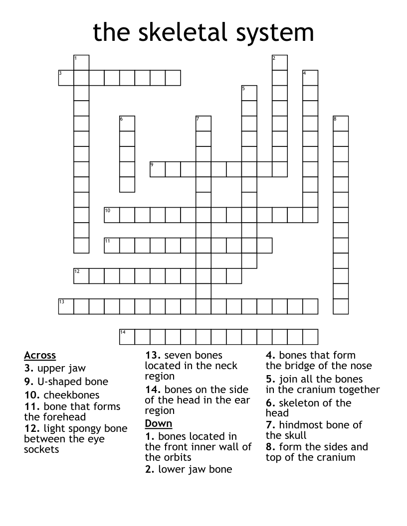 the skeletal system Crossword