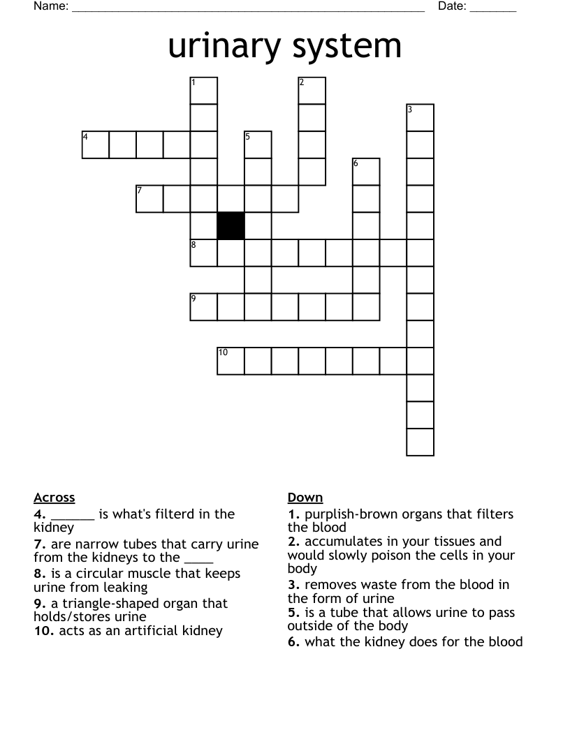 urinary system Crossword