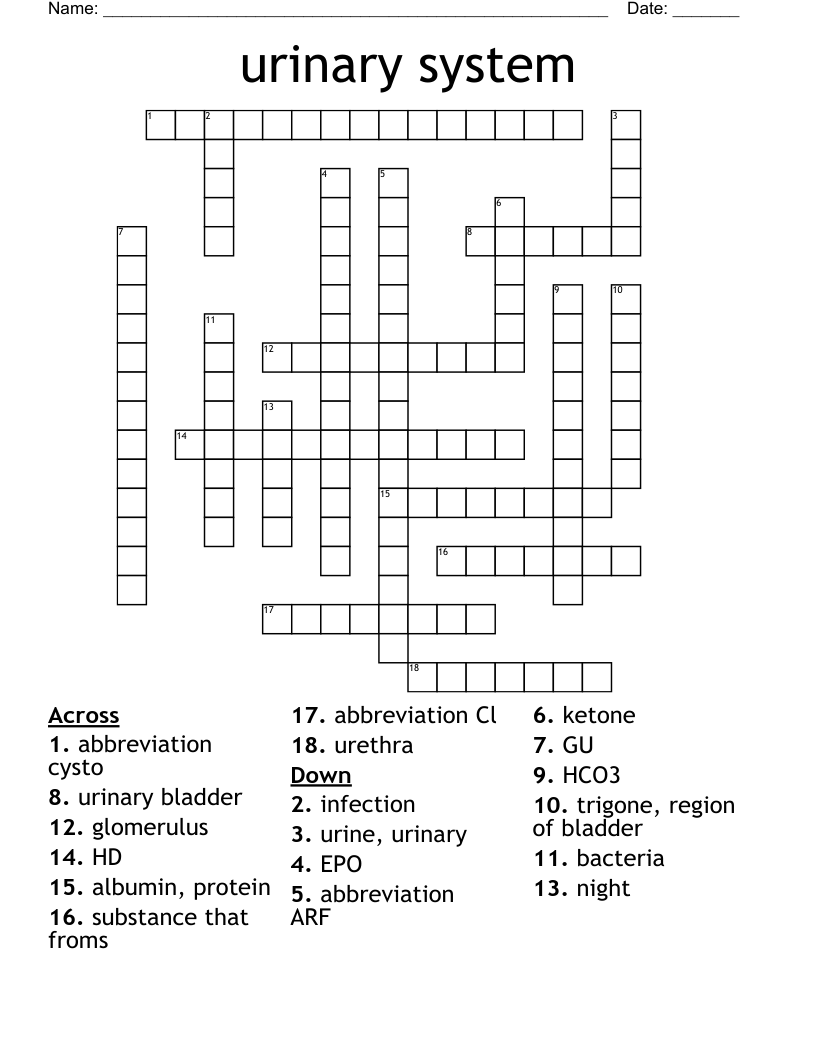 urinary system Crossword