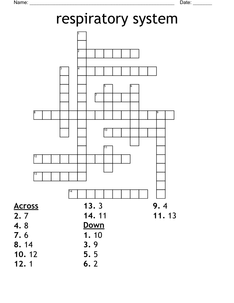 respiratory system Crossword